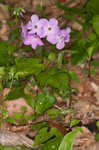 Creeping phlox